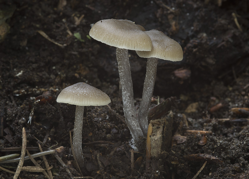 Tephrocybe boudieri